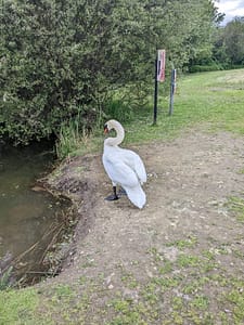 Mute-swan-with-orange-bill