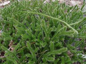Lycopodium-Club-moss