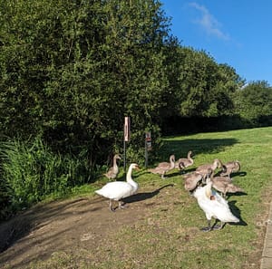 Swans-family-female-male-and-their-cygnets