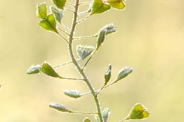 Heart-shaped-seed-pods